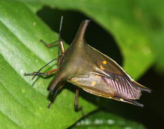Proxys