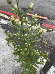 Erigeron sumatrensis