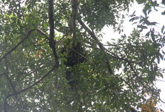 Pongo abelii
