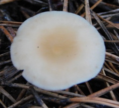 Agaricales
