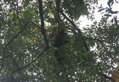 Pongo abelii