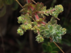 Alchemilla aphanoides