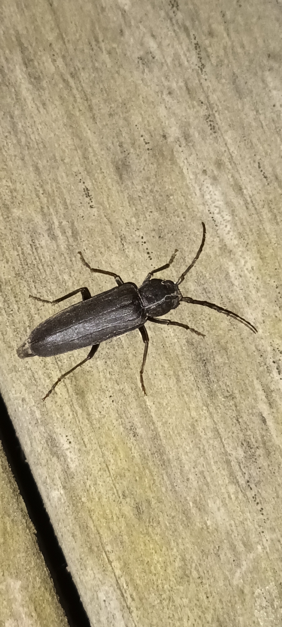 Arhopalus ferus (Mulsant, 1839)