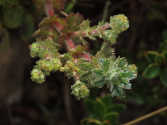 Alchemilla aphanoides