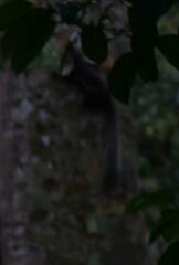 Ratufa bicolor