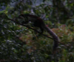 Ratufa bicolor