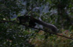 Ratufa bicolor