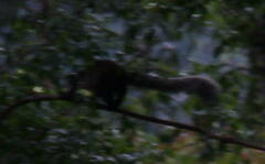 Ratufa bicolor