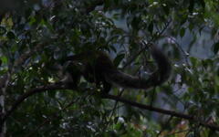 Ratufa bicolor