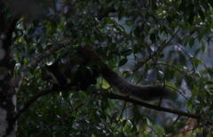 Ratufa bicolor