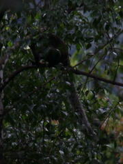 Ratufa bicolor