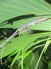 Anolis polylepis