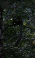 Ratufa bicolor