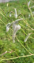 Sanguisorba parviflora