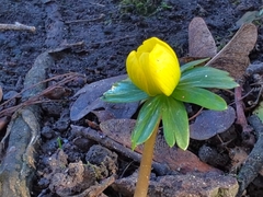 Eranthis hyemalis