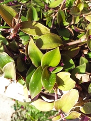 Tradescantia cerinthoides