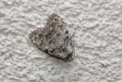 Meganola strigula