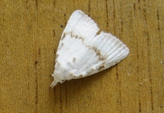 Meganola albula