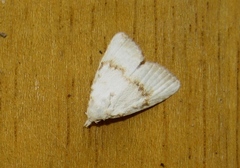 Meganola albula