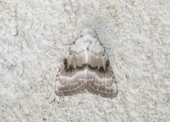 Meganola albula