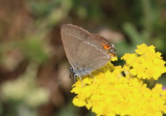 Satyrium acaciae