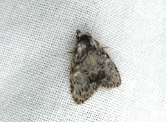 Meganola strigula