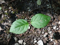 Euonymus latifolius