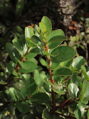 Symplocos theiformis