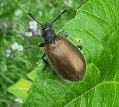 Lagria