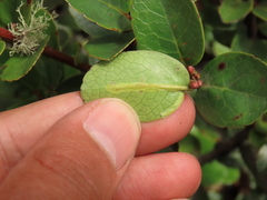 Symplocos theiformis