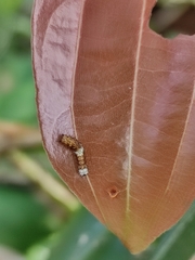 Papilio clytia