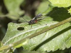 Pimpla turionellae