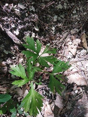 Physospermum cornubiense