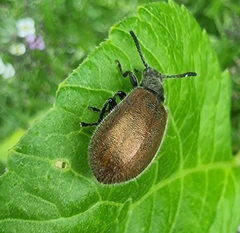 Lagria