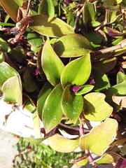 Tradescantia cerinthoides