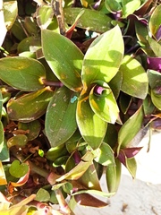 Tradescantia cerinthoides