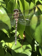 Synthemis eustalacta