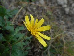 Hypochaeris robertia