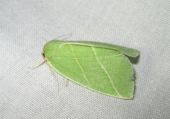 Bena bicolorana