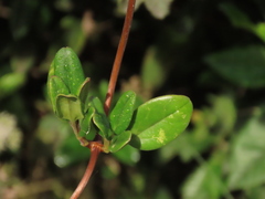 Valeriana crassifolia