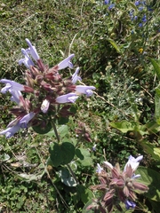 Salvia tomentosa