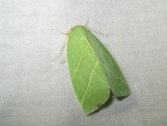 Bena bicolorana