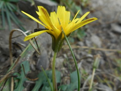 Hypochaeris robertia