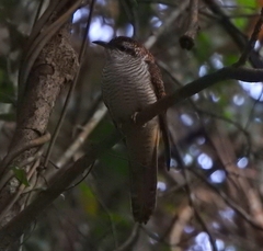 Cacomantis sonneratii