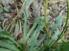 Hypochaeris robertia