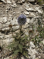 Echinops armatus
