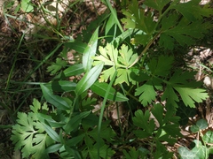 Physospermum cornubiense