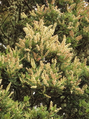 Weinmannia tomentosa