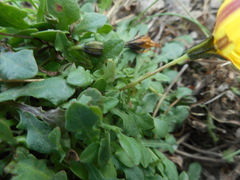 Hypochaeris robertia