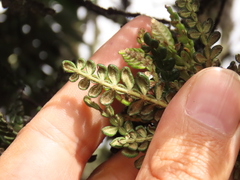 Weinmannia tomentosa